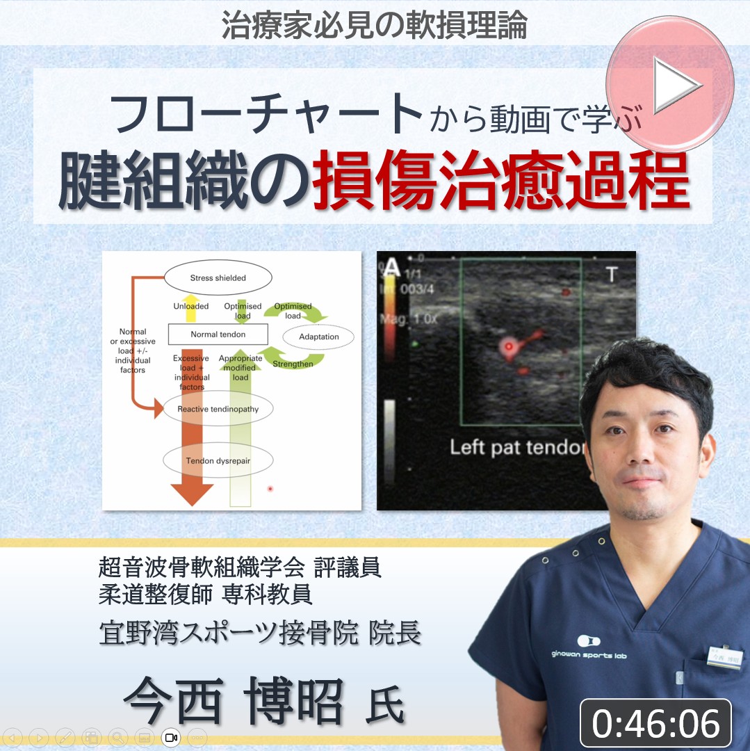 【動画】フローチャートから動画で学ぶ 腱組織の損傷治癒過程